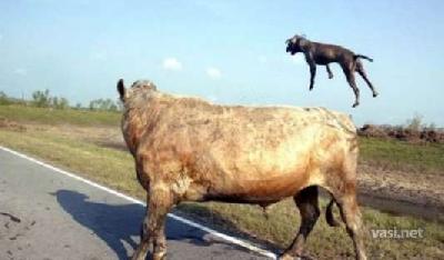 Animals cool 77