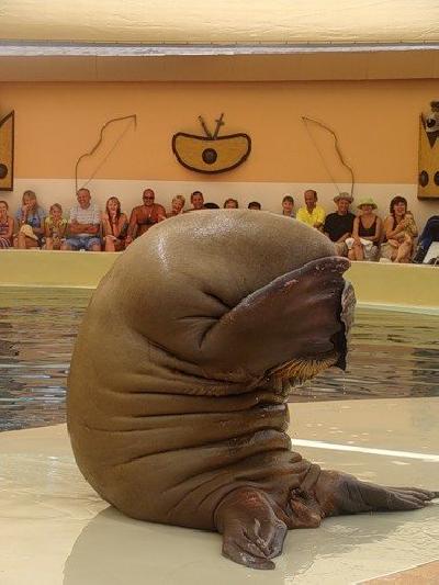 Animals cool 94