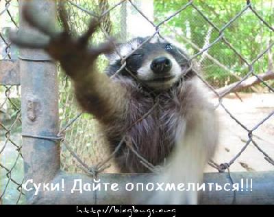 Animals crazy 23