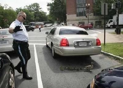 Animals funny 29