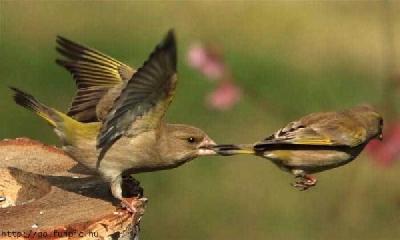 Birds funny 11