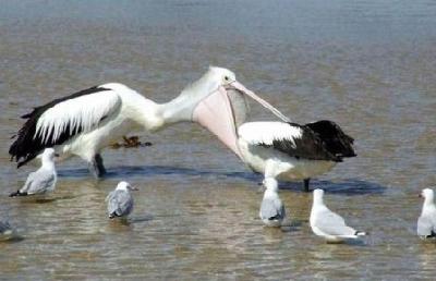 Birds top 4