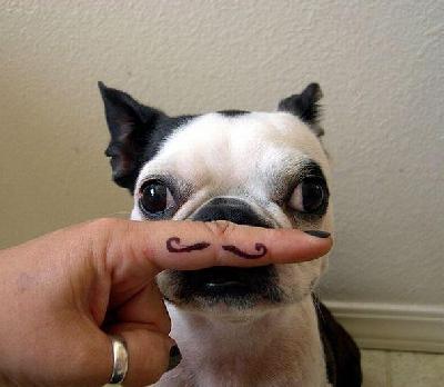 Dogs best 48