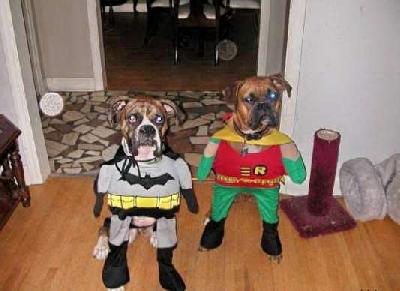 Dogs cool 15