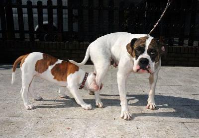 Dogs cool 31