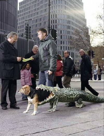 Dogs crazy 16