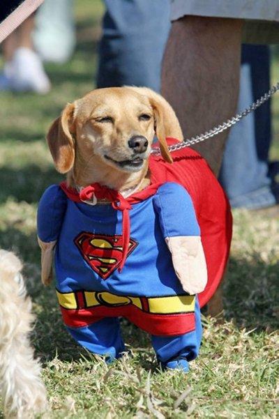 Dogs funny 24