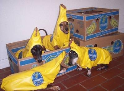 Dogs funny 45
